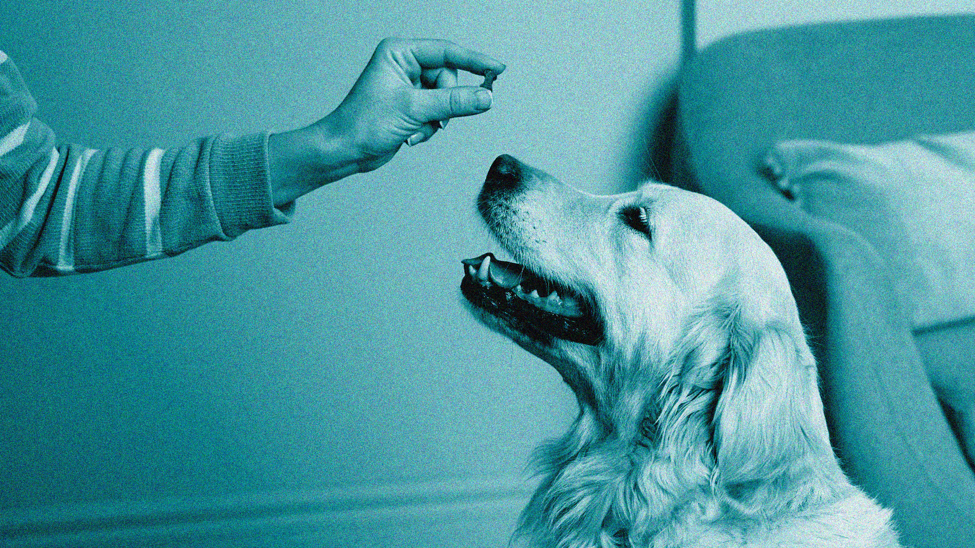 Nutramax Cosequin Dog Supplements Settlement Header Image