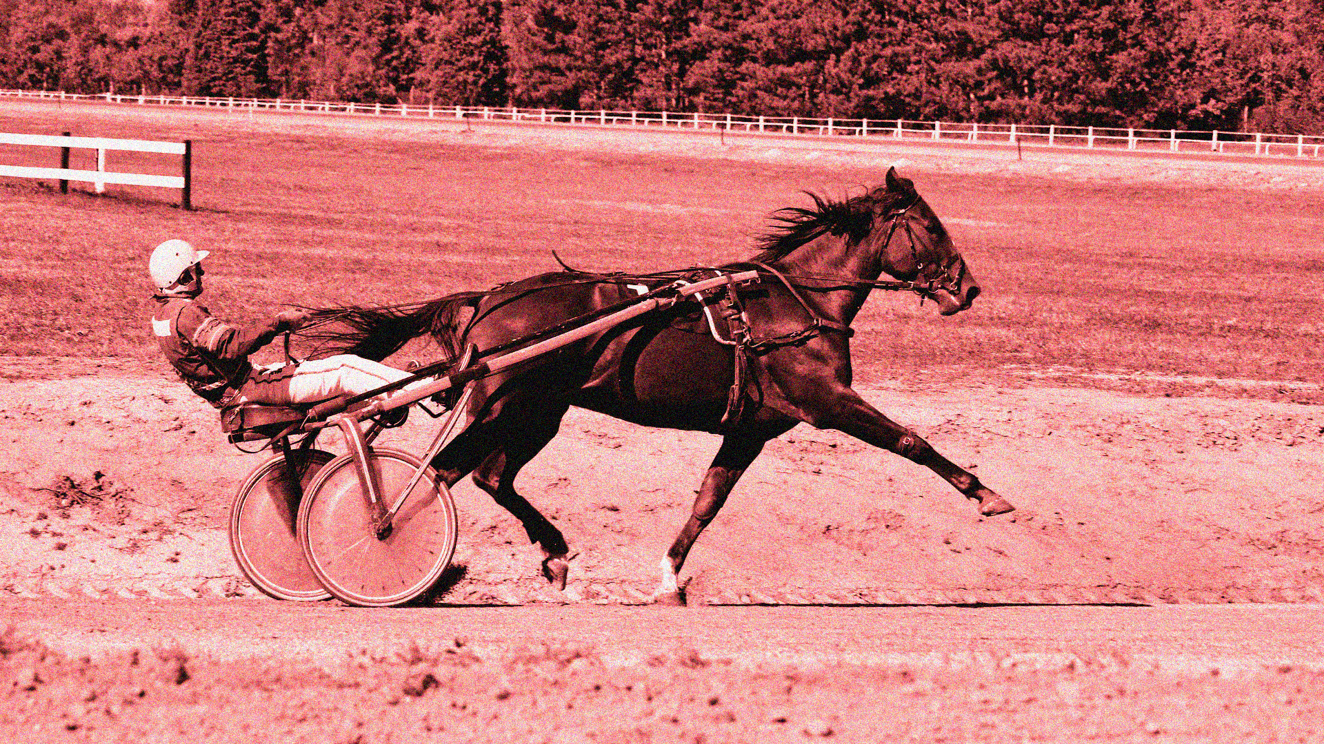 Saratoga Harness Racing Data Breach Settlement Header Image